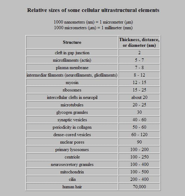 Relative sizes of some cellular ultrastructural elements